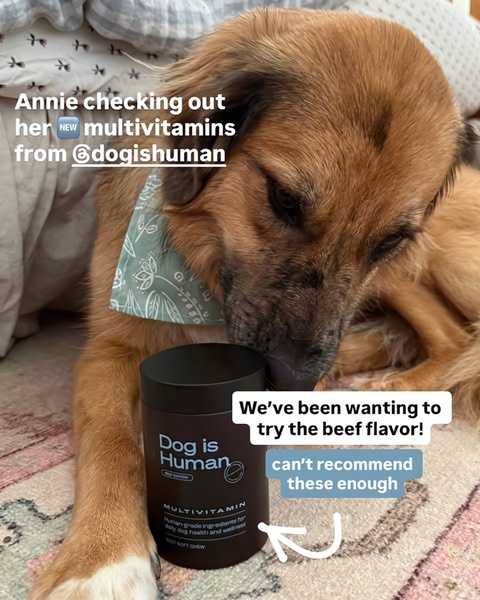 A close-up shot of a dog interacting with a branded multivitamin container, using text overlays to convey user sentiment and product interest.